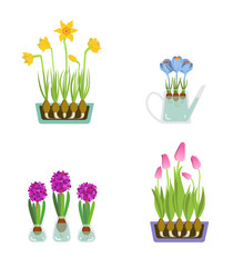 Early spring garden flowers for Valentine's day isolated on white vector. Illustration of flowers in pots, vases and watering can.
