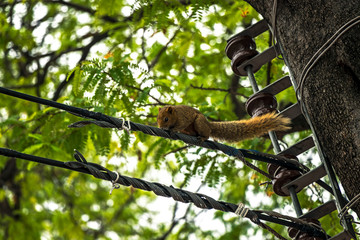 Scoiattolo su filo della luce