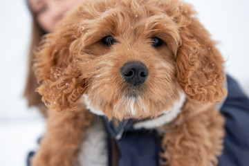 Cute Mini Golden Doodle