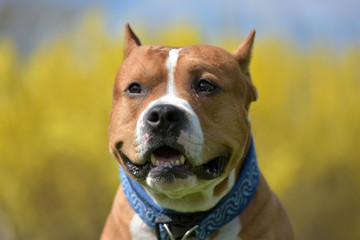 American staffordshire terrier portrait