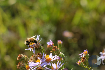 Bee with Flower