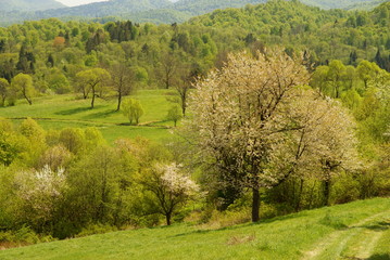 Fototapeta na wymiar Bieszczady Mountains - Landscape of the San Valley