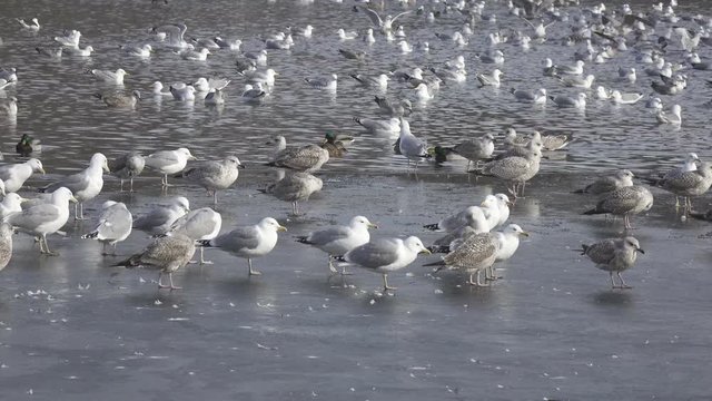 great black-backed gull (Larus marinus),European herring gull (Larus argentatus) and ducks on ice and in lake water in winter day