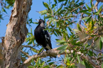 Australian Magpie sitting in gum tree