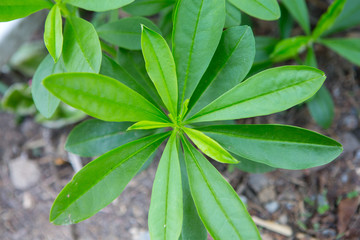 green leaves of plant
