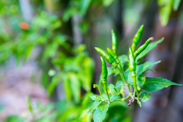 green plant in the garden