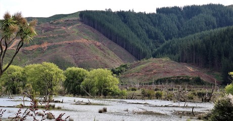 Wetlands - death and decay