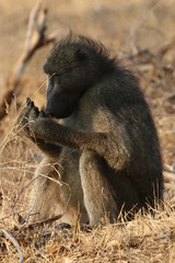 Male Chacma baboon in Kruger National Park, South Africa