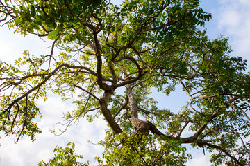 tree on blue sky