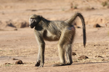 Male Chacma baboon in Kruger National Park, South Africa