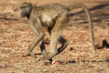 Fermale Chacma baboon in Kruger National Park, South Africa