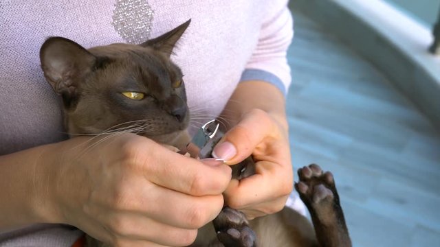trimming claws burmese cat