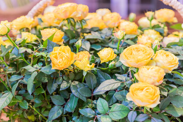 yellow roses in wicker basket, greeting card, natural background