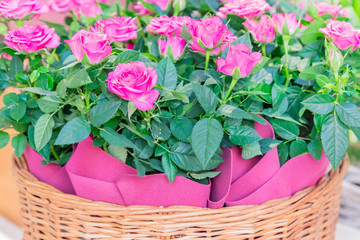 pink roses in wicker basket, greeting card, natural background