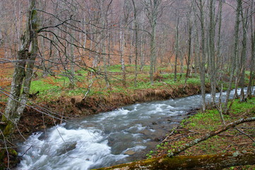 Bieszczady National Park - Terebowiec stream valley. Poland.