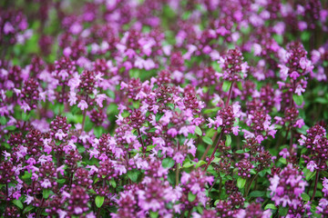 Flowering thyme during summer season	