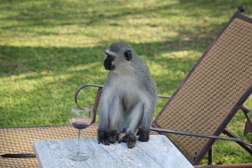 Vervet monkey with glass of red wine