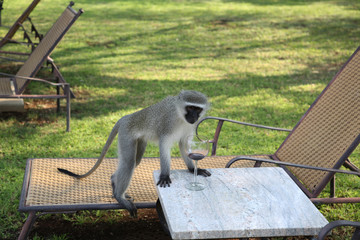 Vervet monkey with glass of red wine