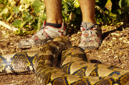 Boa constrictor looking at men feet