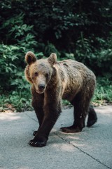 Obraz na płótnie Canvas Wild brown bear standing on street in Transylvania,Romania