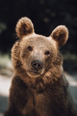 Wild brown bear poartrait captured in Transylvania,Romania.