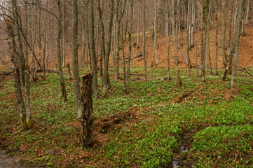 Bieszczady National Park - Terebowiec stream valley. Poland.