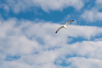 Sea gull soars in the sky above the sea