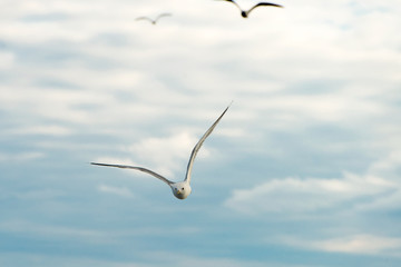 Sea gull soars in the sky above the sea