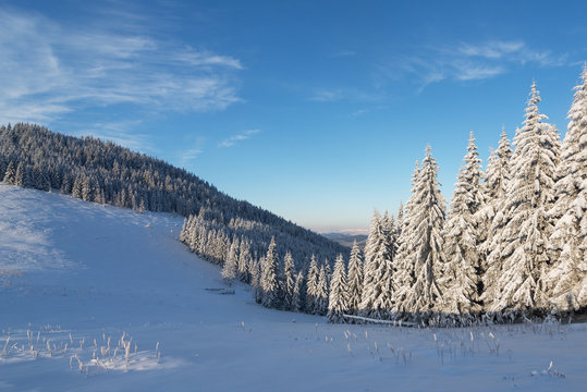 Winter forest in Carpathians