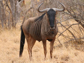 Blue Wildebeest in Kruger National Park, South Africa