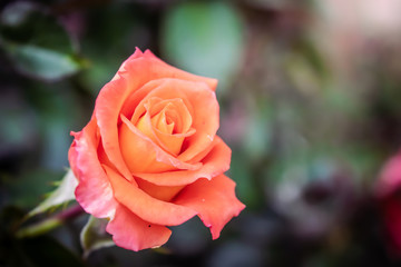 Rose flower on a green blur background.