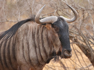 Blue Wildebeest in Kruger National Park, South Africa