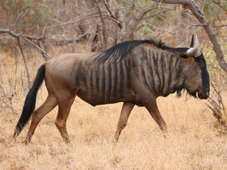 Blue Wildebeest in Kruger National Park, South Africa