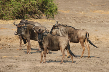 Blue Wildebeest in Kruger National Park, South Africa
