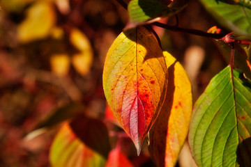 Obraz premium Beautiful yellow autumn leaf on the tree