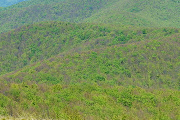 Bieszczady Mountains. Spring forest.