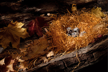 quail's nest