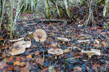 Lepista nebularis. Clitocybe nebularis. Setas entre las hojas secas en bosque de hayas. Pardilla, Nube gris. 