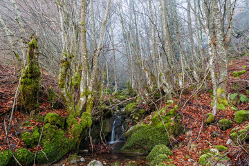 Arroyo y bosque de hayas en otoño con niebla. Fagus sylvatica.