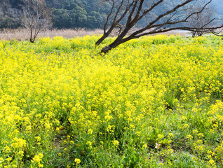 Obraz premium 菜の花