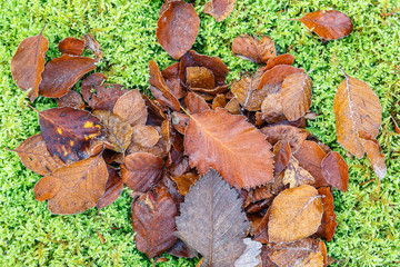 Hojas secas de haya sobre musgo. Fagus sylvatica.