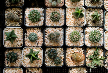 Different succulents and cactus in black pots,overhead or top view