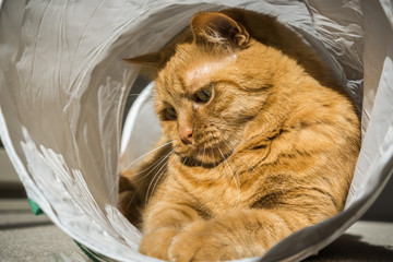Large orange cat playing in a cat tunnel