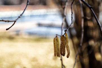 Birch earrings in a spring day