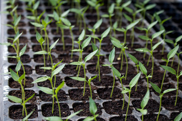 young plants in the  black pot,Baby plants seeding for agricultural seedlings