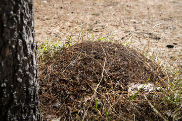 Ant hill in a pine forest in early spring