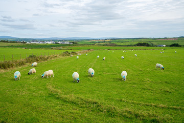 Fototapeta na wymiar sheep in a field
