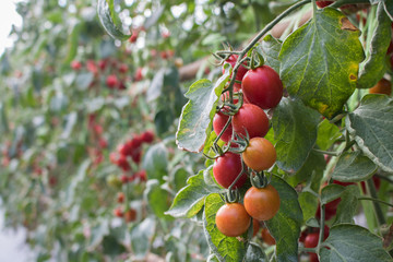 Organic tomatoes in garden ready to harvest  with copy space