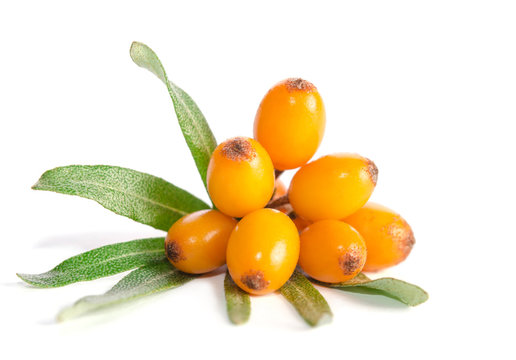 Sea buckthorn with green leaf on white background