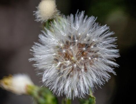 Macrophotographie fleur sauvage blanche - pappus